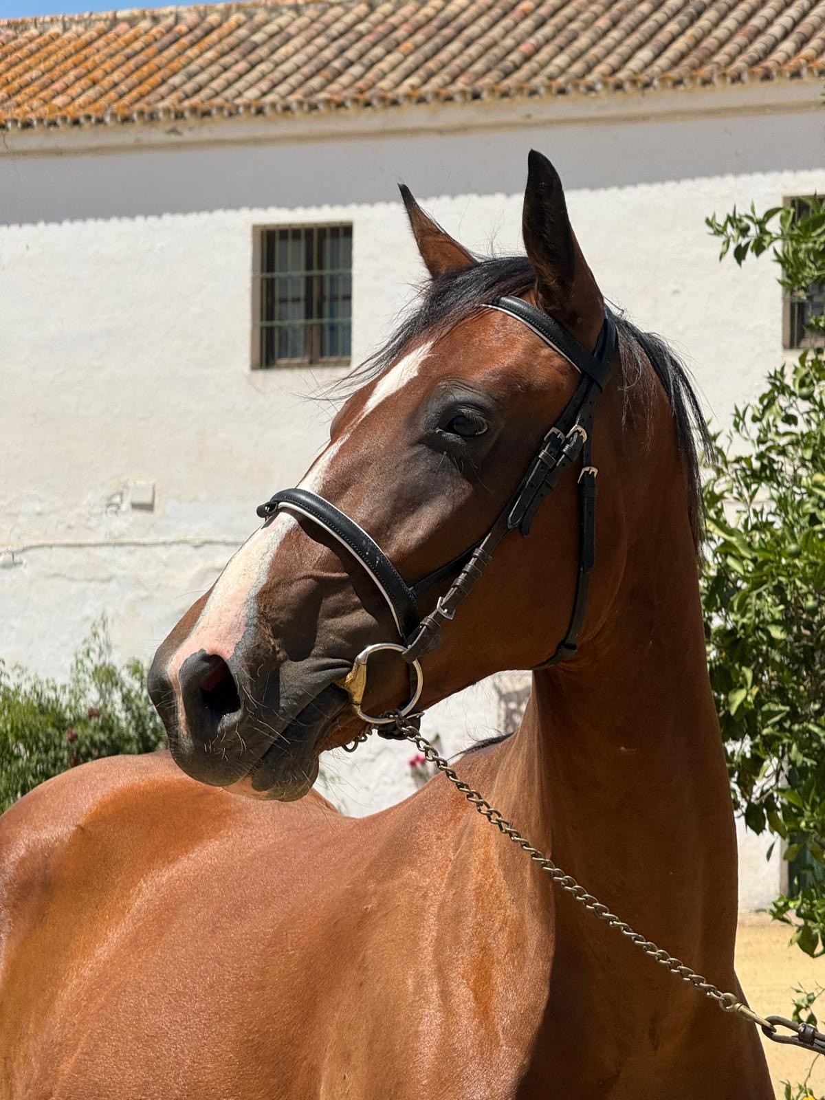 horse